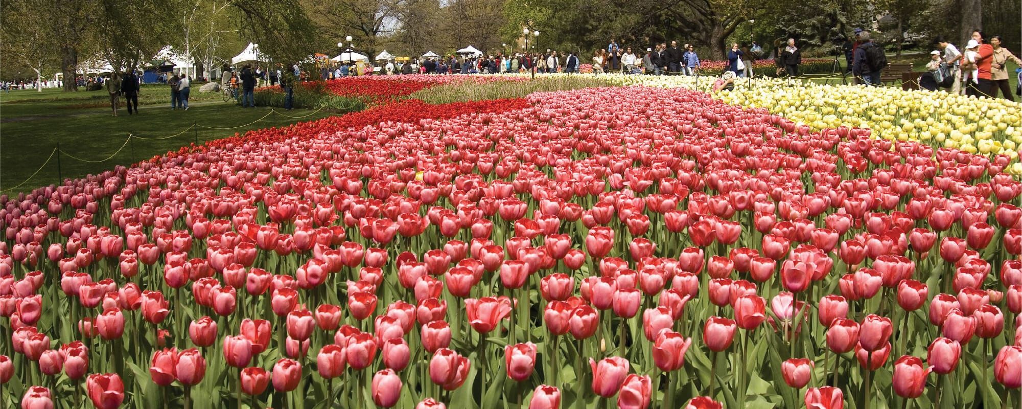 🌷 Ottawa - Festival des tulipes - excursion 1 jour à 59,99$ avec autocar depuis Montréal, guide et musée inclus
