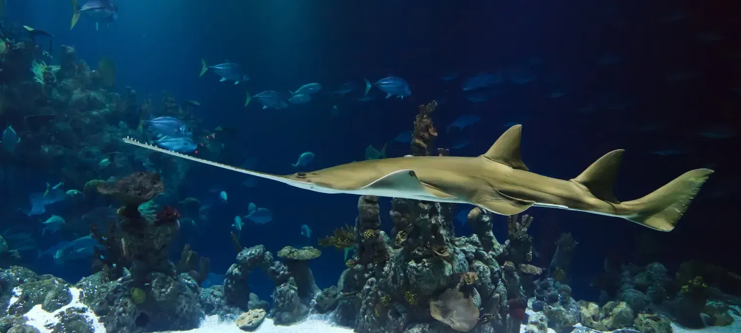 🦈 Aquarium Ripley de Toronto : 40 % de rabais sur les billets Flex