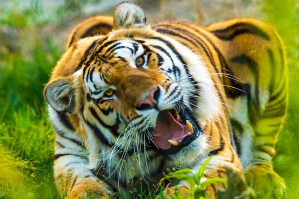 🦁 16,99 $ l’entrée au Familizoo  (valeur de 23,99 $)