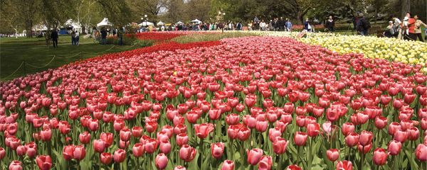 🌷 Ottawa - Festival des tulipes - excursion 1 jour à 59,99$ avec autocar depuis Montréal, guide et musée inclus