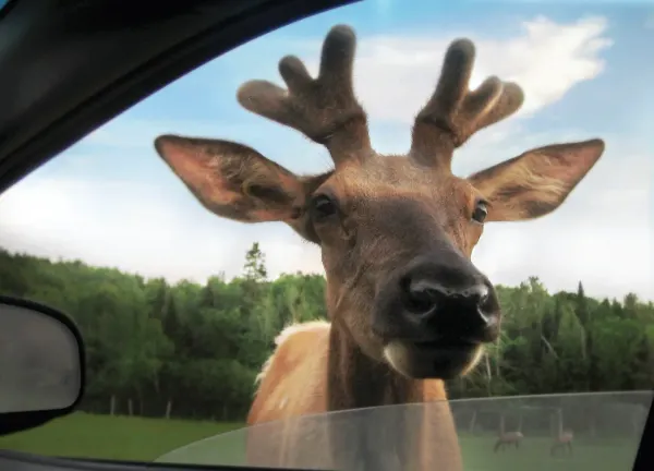 🦌 Parc Oméga à -25%: obtenez vos billets dès 14,25$