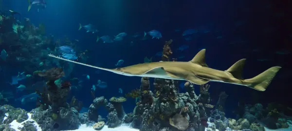 🦈 Aquarium Ripley de Toronto : 40 % de rabais sur les billets Flex