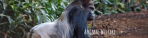 🐯 Zoo de Toronto :  50 % de rabais sur l’entrée le 11 novembre