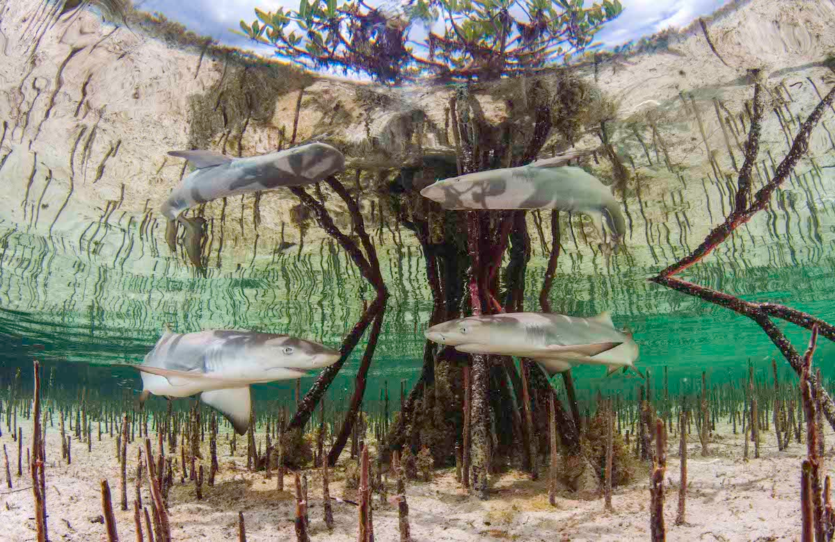 Picture of fish swimming in shallow waters around a mangrove tree