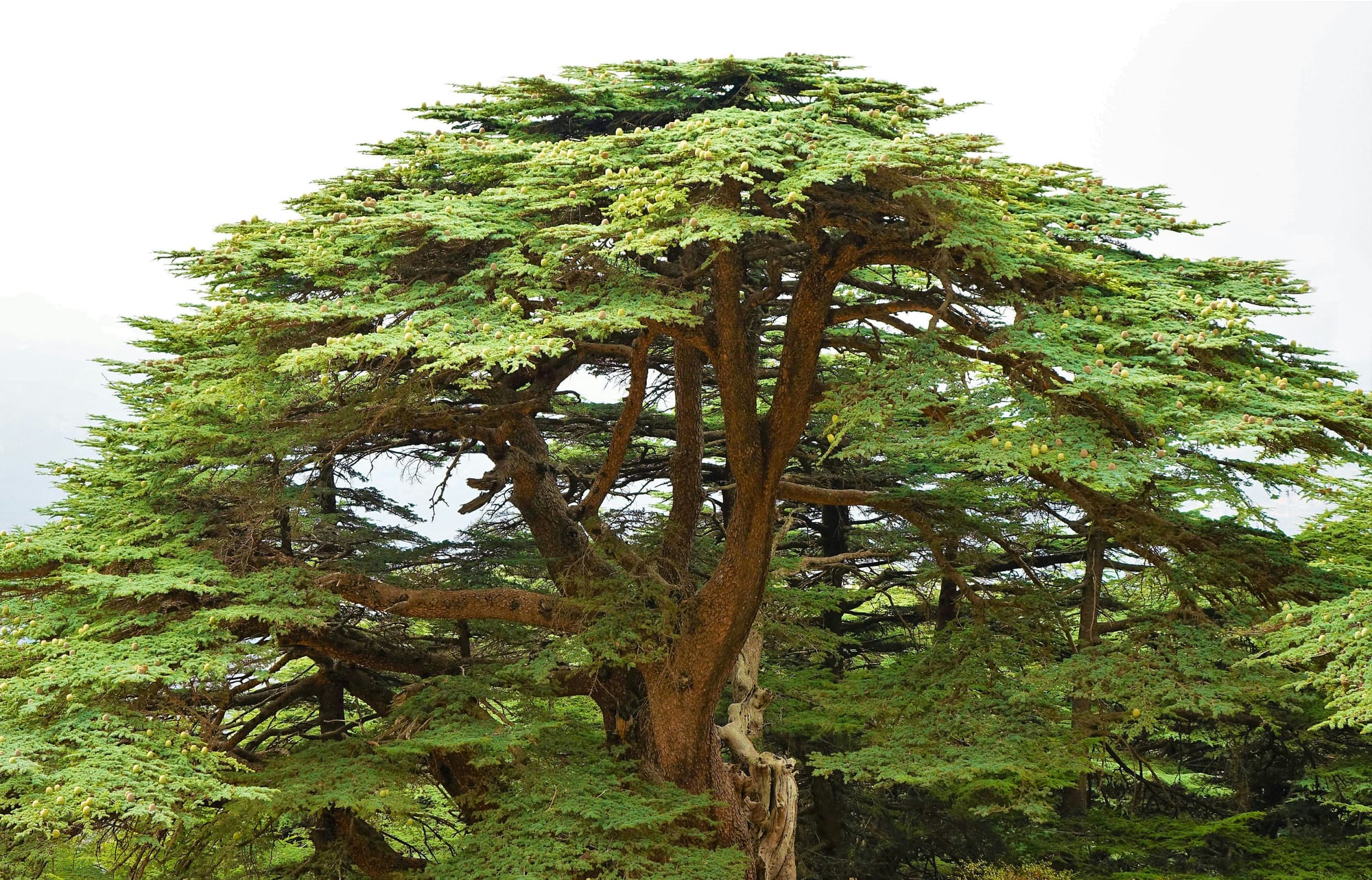 No one can ever see a whole tree