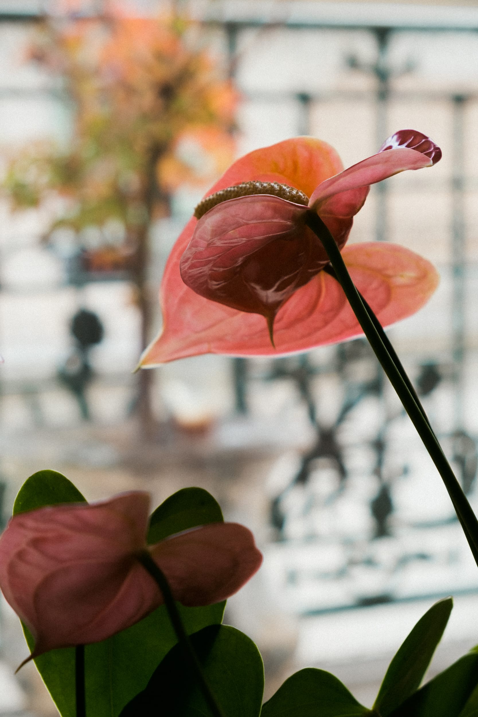 Anthuriums at the window, Geneva