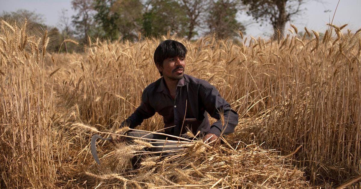 Agricultural Exports as Soft Power: India's Food Diplomacy Strategy post image