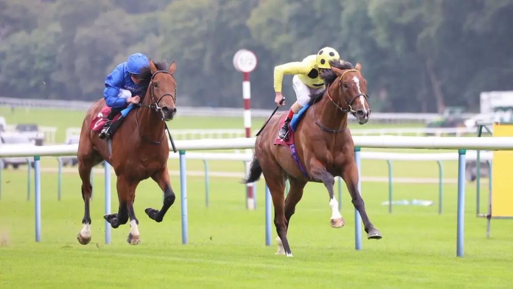 Premium 20/06/2023 Daily Update (Ascot Day 1)