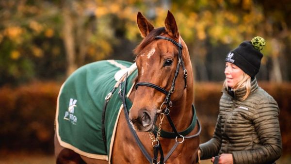 Premium 19/11/2022 Daily Update