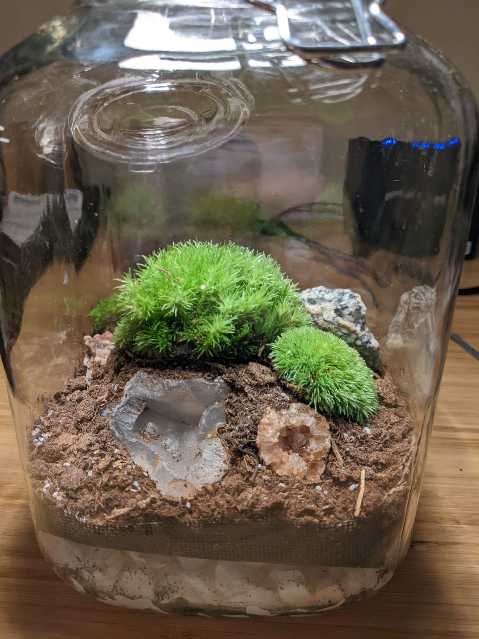 Displayed terrarium
