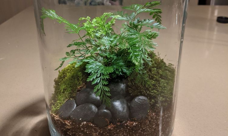 Making a Terrarium