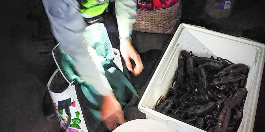 Illegal marron fishers facing $5000 fines