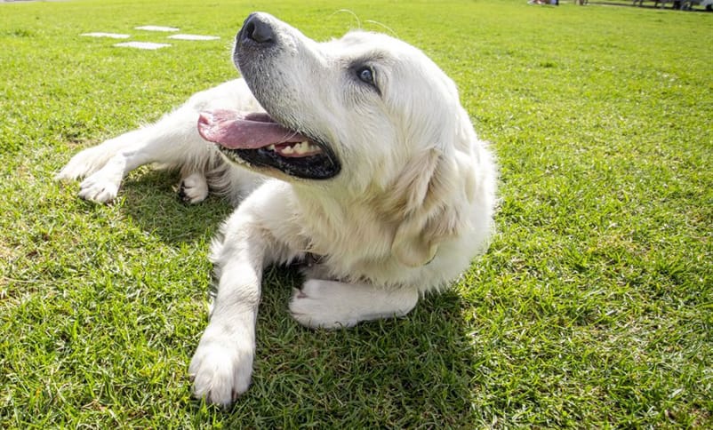 Dog exercise at Rec. oval flagged