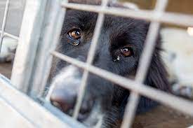 Dog cruelty charges for local woman