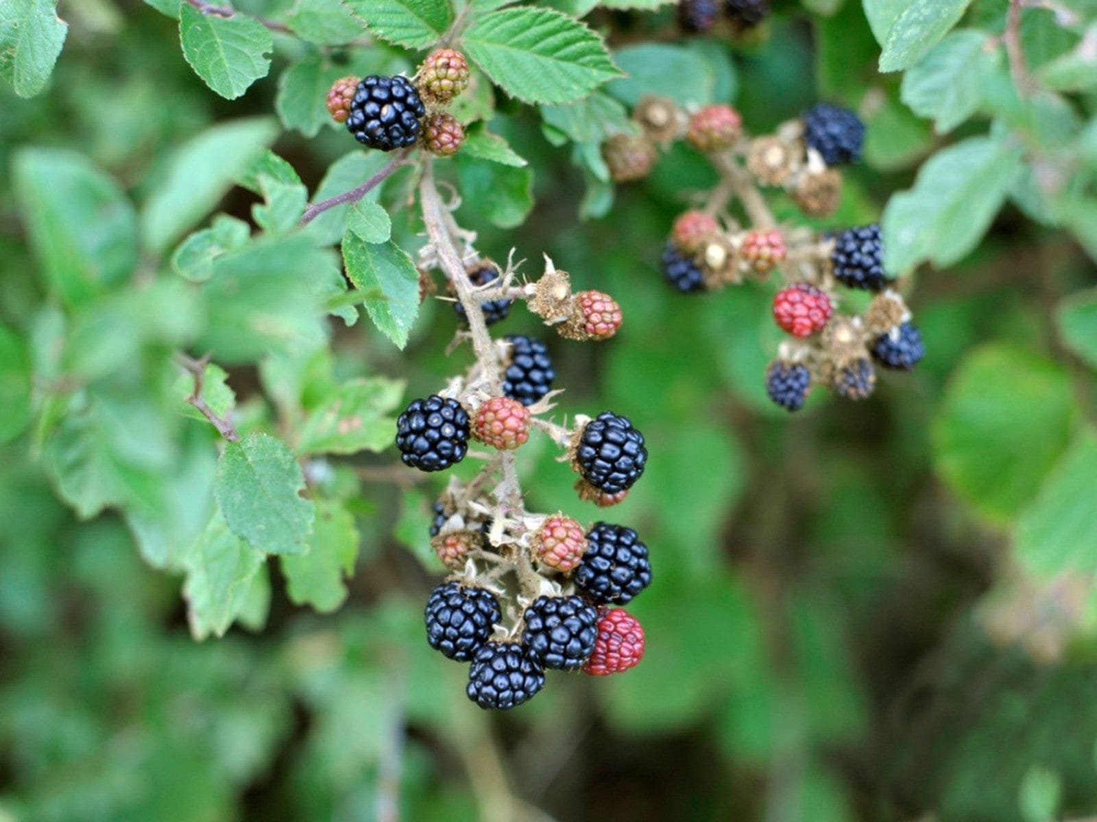 Funding boost for blackberry project