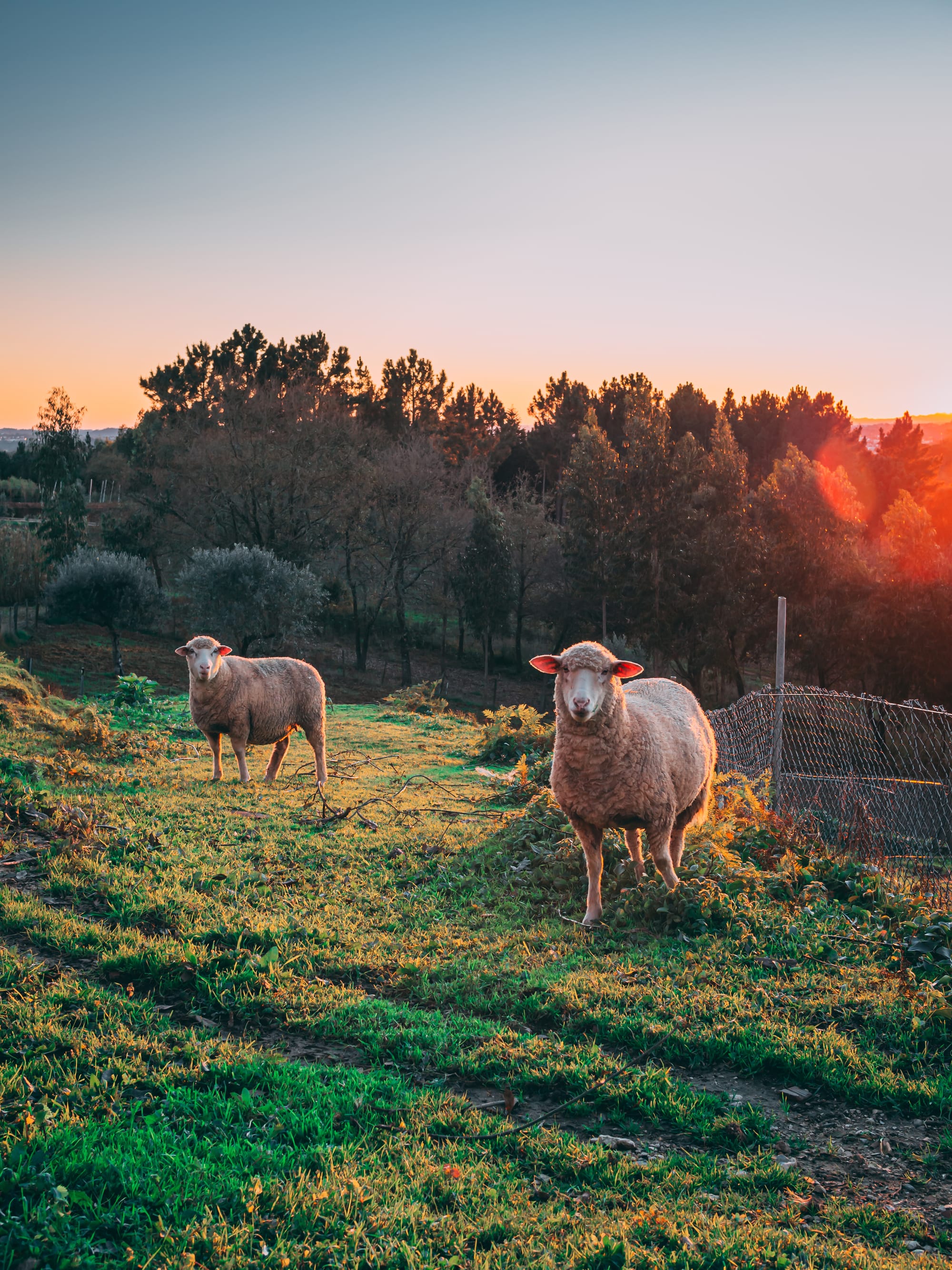 Destroy the sheep trade