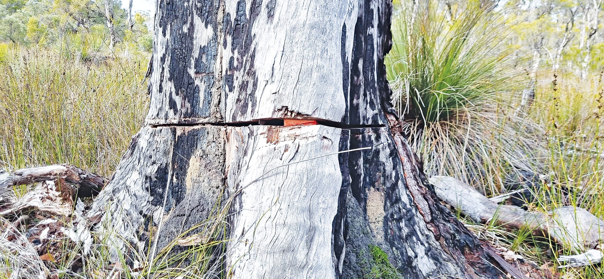 DBCA speaks out against dangerous tree felling practices