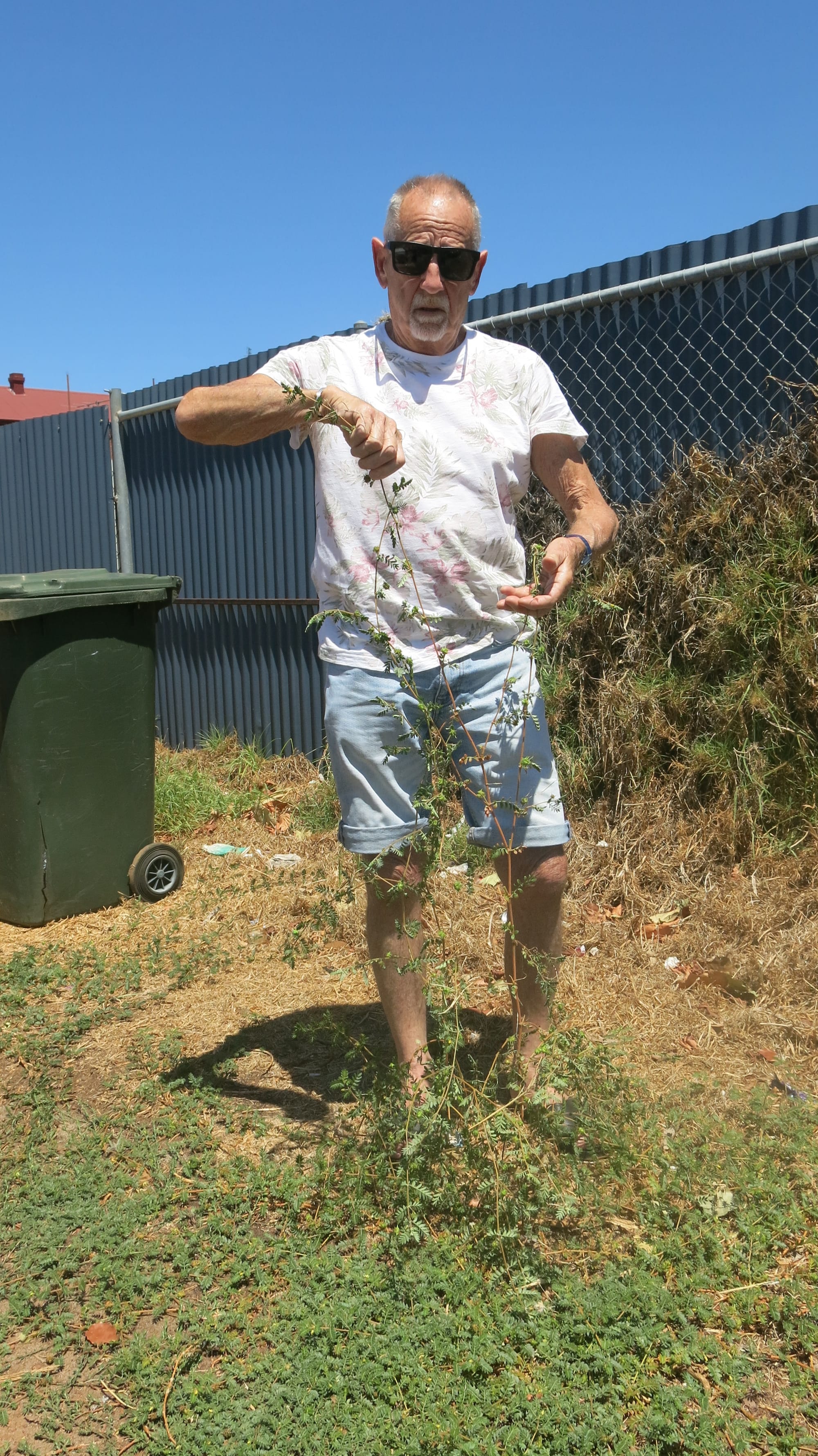 Pest weed whacked