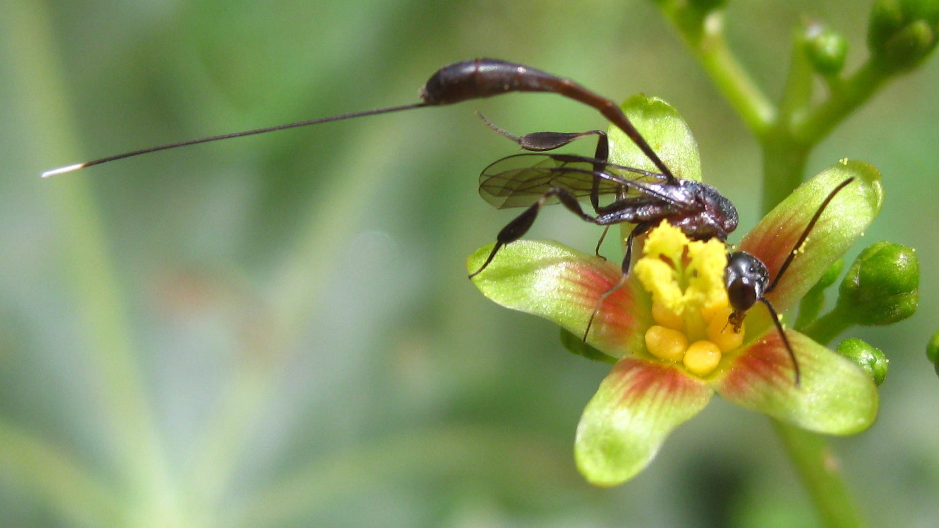 Allanson students discover tiny ghost wasp