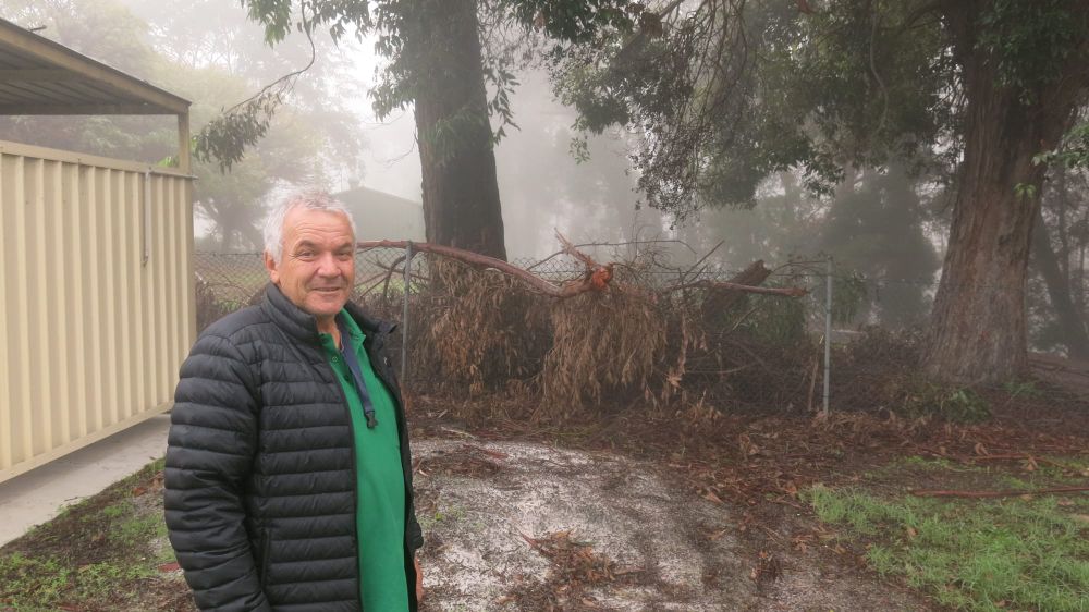 Falling tree limbs a danger, councillors told post image