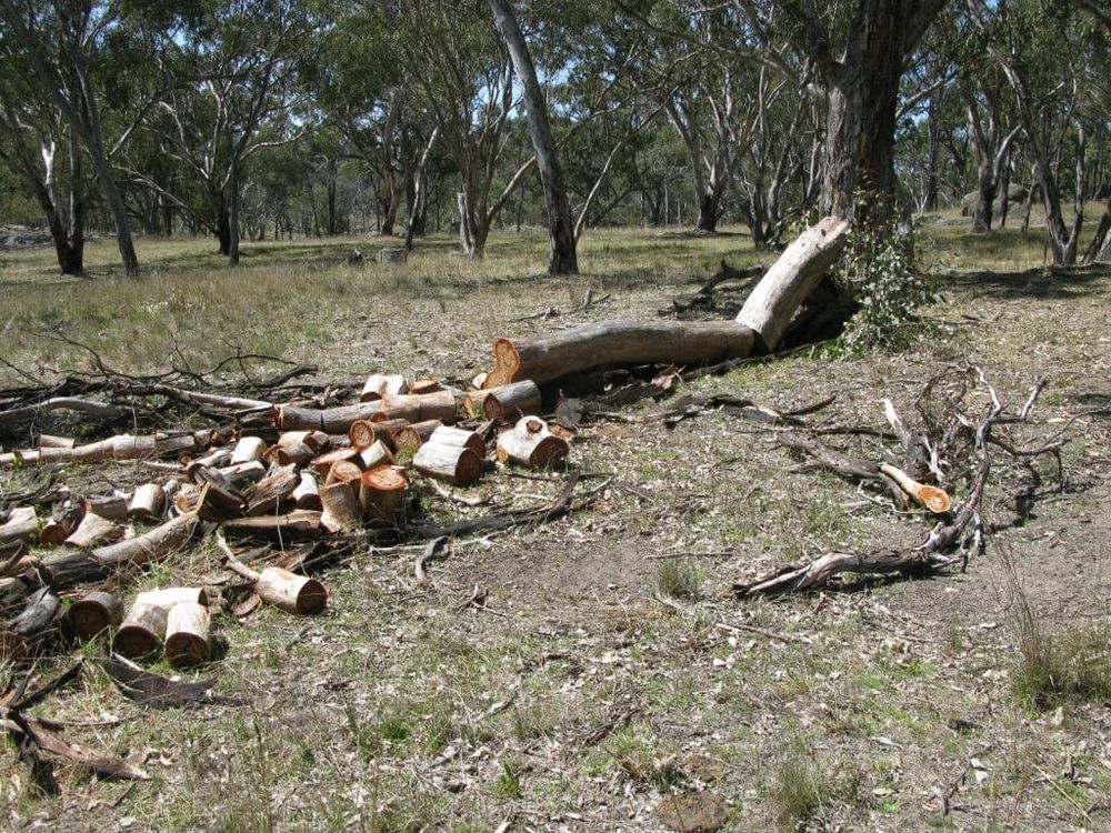 Illegally sourced wood a matter of conscience post image