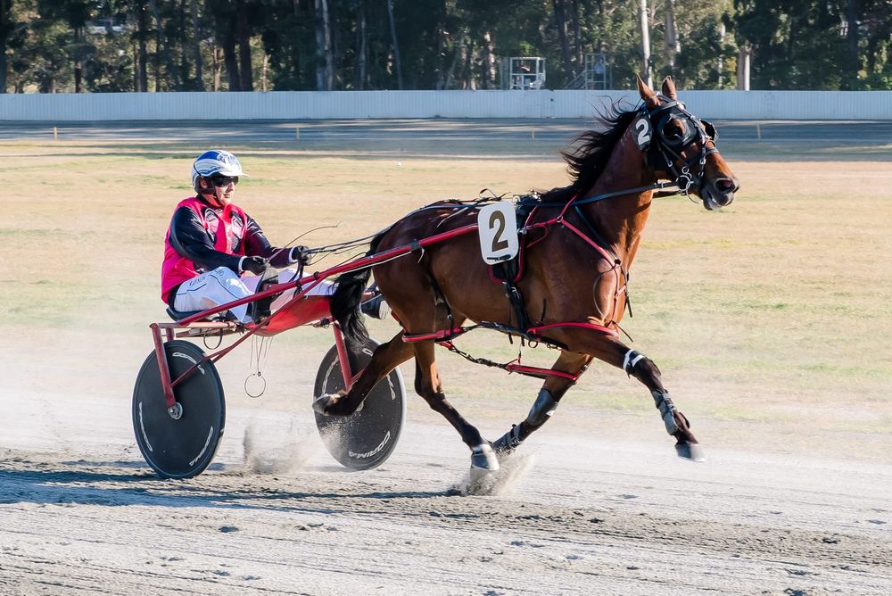 Loud shirts at the trots this Sunday post image