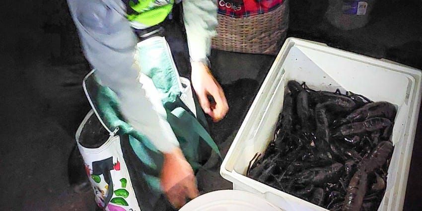 Illegal marron fishers facing $5000 fines post image