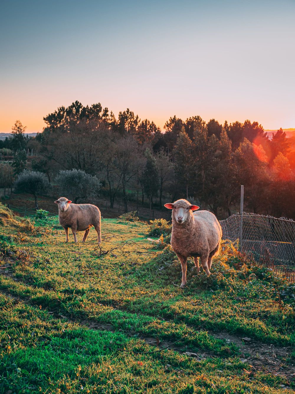 Destroy the sheep trade post image