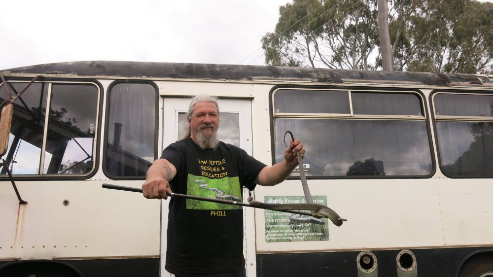 Snakes active as weather warms up post image