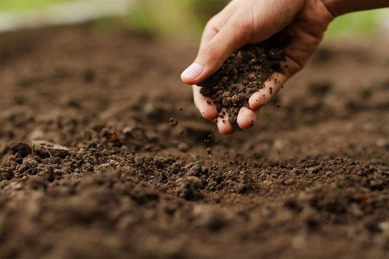 Booth Street soil test not needed post image