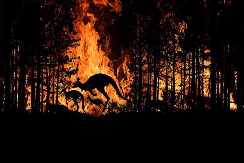 Treatments reduce fire risk post image