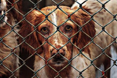 Animal cruelty concerns post image