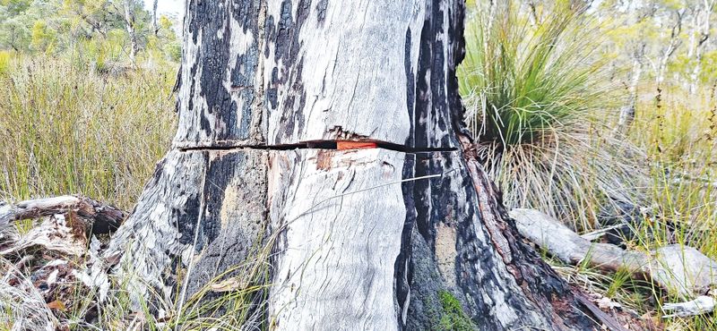 DBCA speaks out against dangerous tree felling practices post image