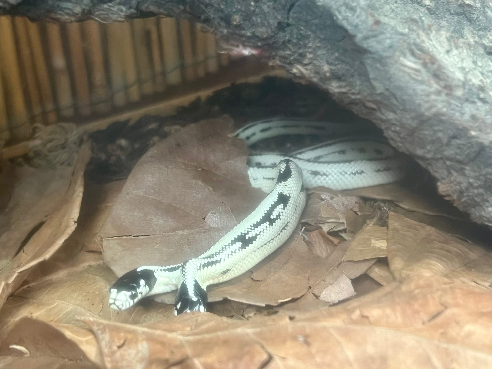A small snake, white with black markings, has a body that splits into two heads, with about a half-inch of "neck" between them.