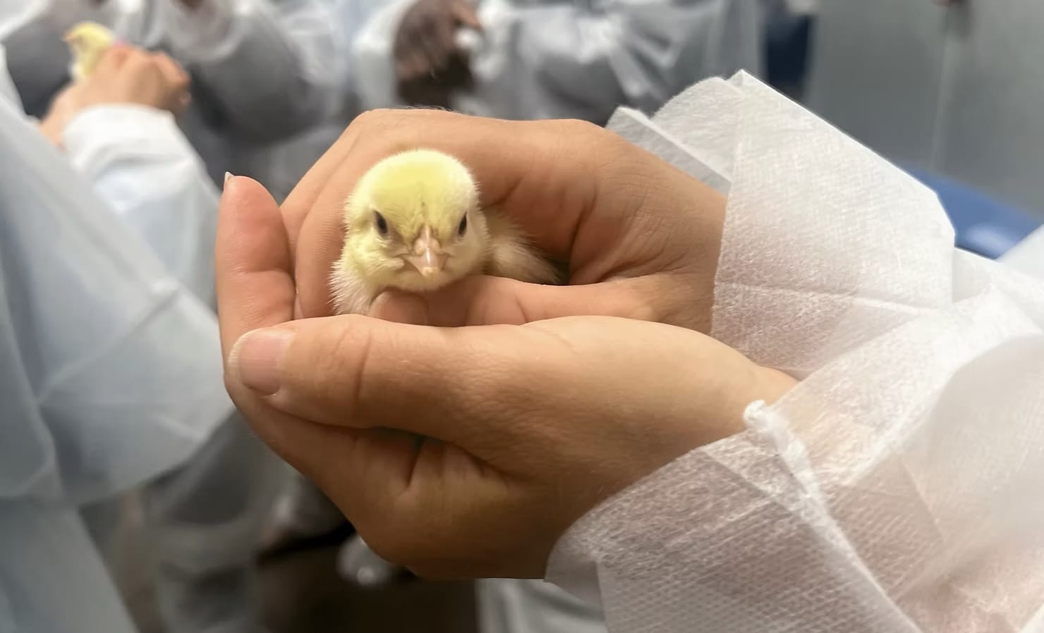A close up of a newly hatched chick being held in a pair of hands