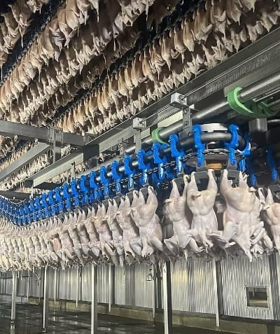 Whole chickens hanging from blue hooks on a conveyor line in air chilling room inside a poultry processing facility