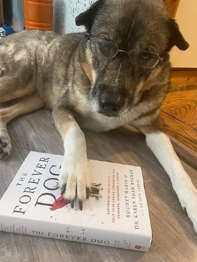 A dog (Shark) wearing reading glasses with a paw on the book "the forever dog"