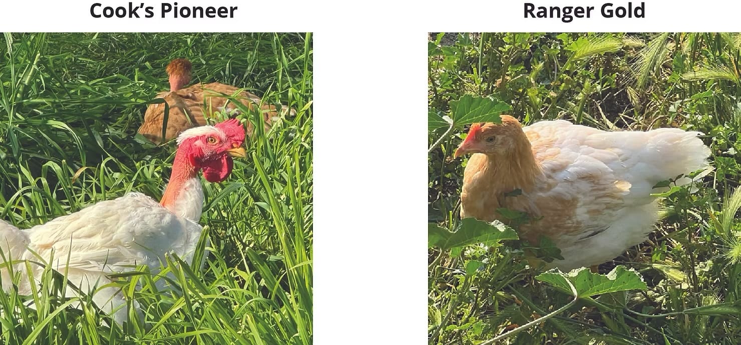 two heritage chicken breeds foraging in green grass. On the left, a Cook's Pioneer with white feathers and a bright red comb. On the right, a Ranger Gold with cream and golden-brown feathers