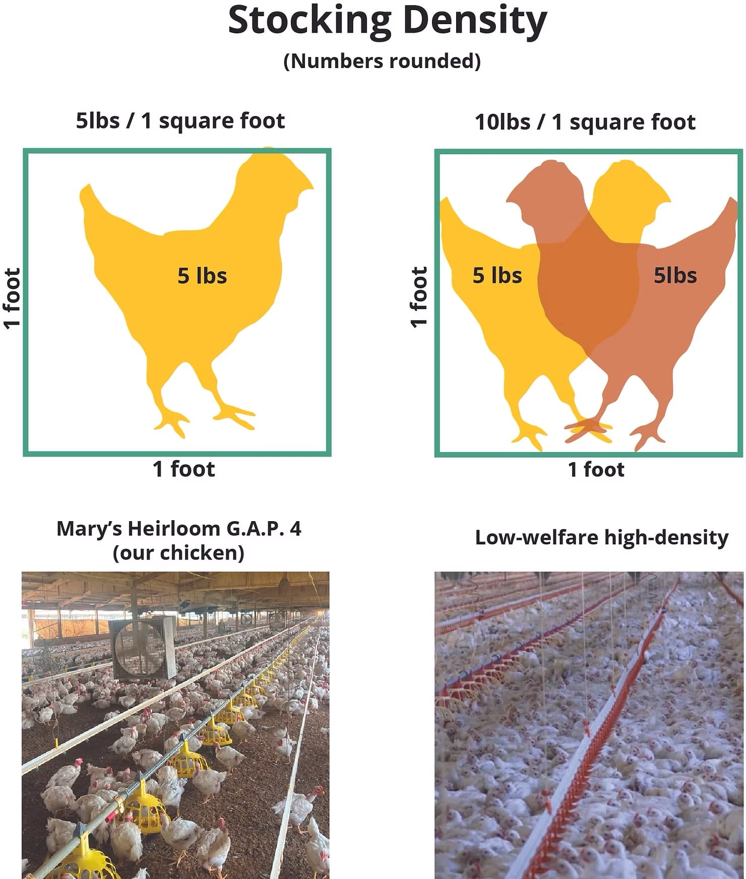 Infographic comparing chicken stocking density. On the left, a single 5-pound chicken fits comfortably in one square foot, representing Mary's Heirloom G.A.P. 4 standards used by Evermore, shown with a photo of chickens in a spacious barn. On the right, two 5-pound chickens are squeezed into the same one square foot, representing low-welfare high-density conditions, shown with a photo of tightly packed white broilers.