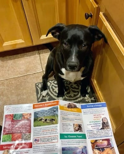A black dog sitting looking at an Evermore brochure