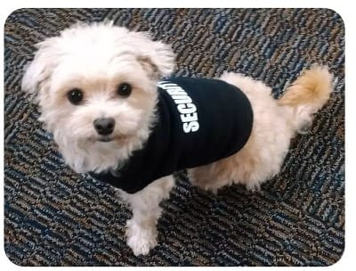 A white fluffy dog with a black shirt that says "security"