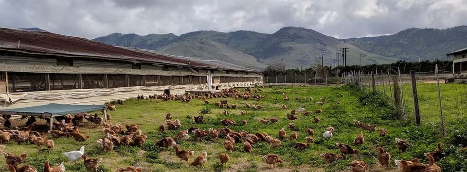 Avian Flu—Don’t Wing It