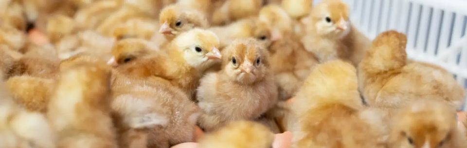 The Hidden Cost of the Chicken and the Egg