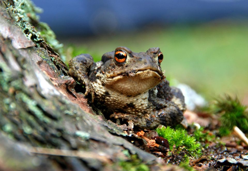 What the Frog Am I Thinking?