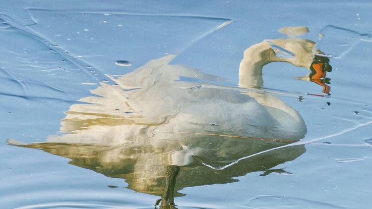 rippling reflection of a swan on water