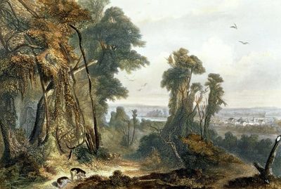 THE WOODS