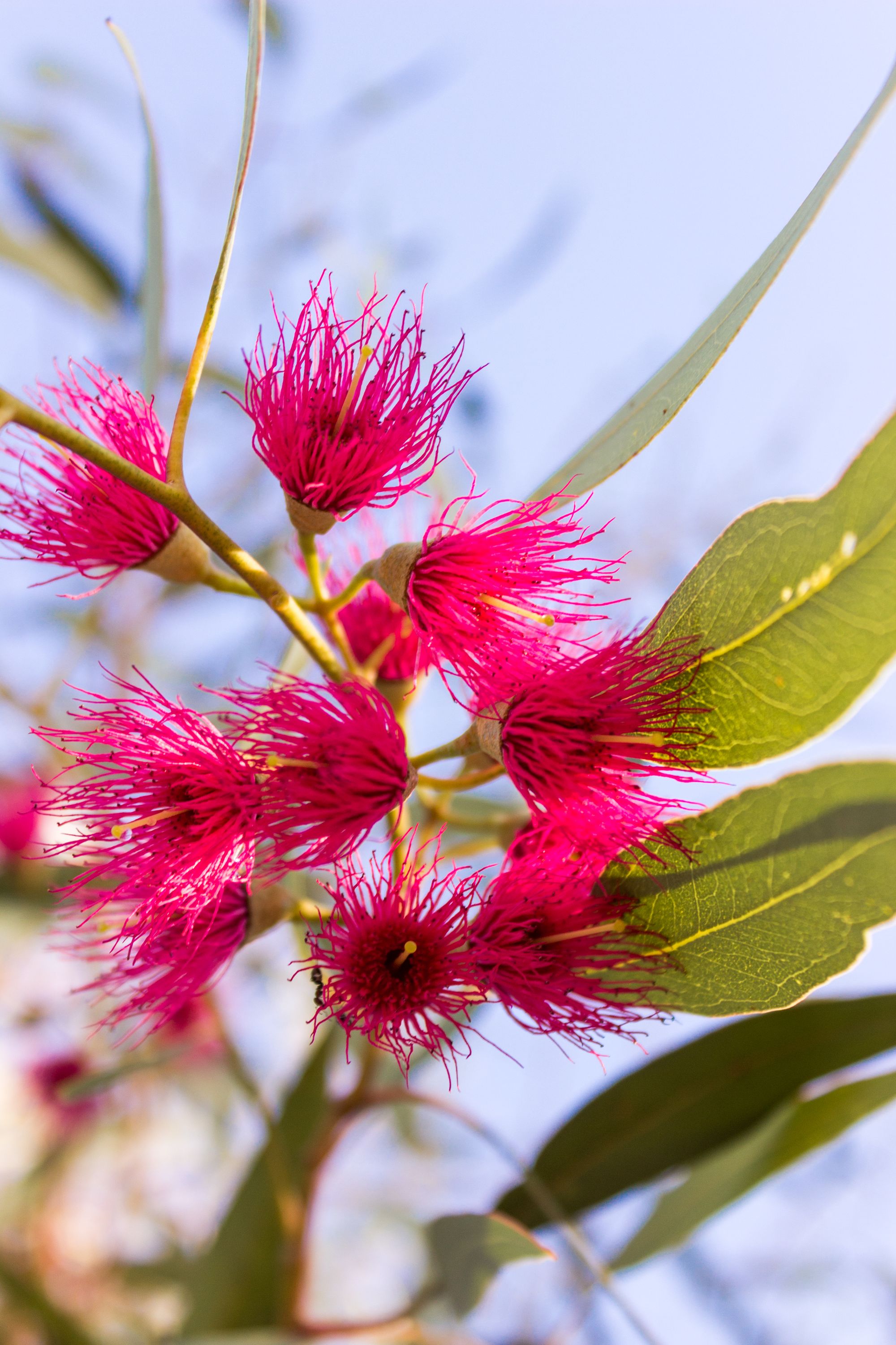 Pink gumnut blossoms with some leaves.