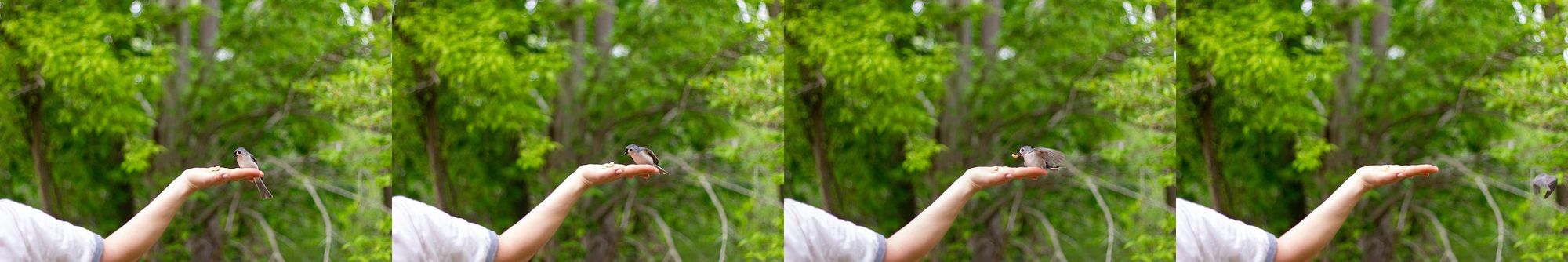 Bird eating a peanut from a hand