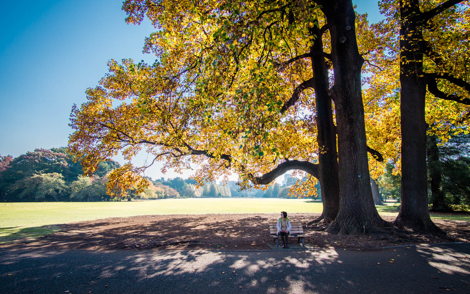 Shinjuku Gyoen National Garden in Tokyo during autumn season
