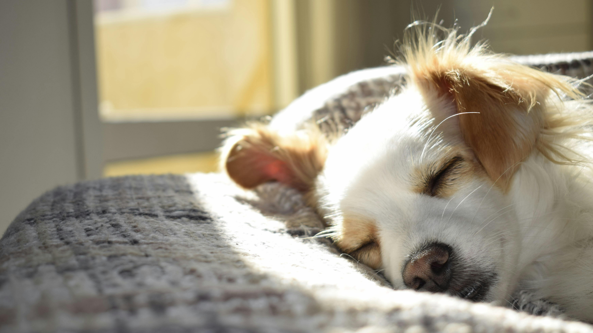 Dog sleeping on the bed - Petscribers